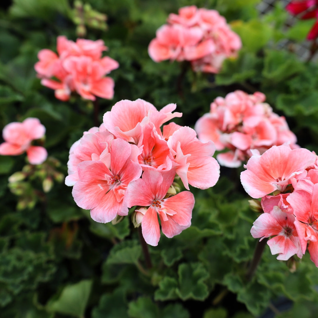 Annual Geraniums | Spring Annuals | Garden Goods Direct