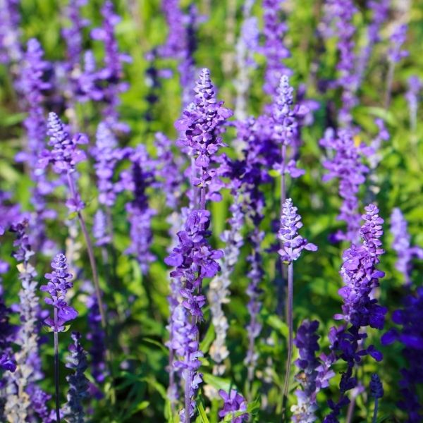 Buy Annual Salvias Online | Garden Goods Direct