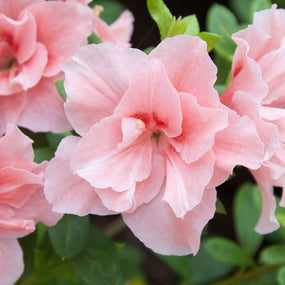 Pink Azaleas