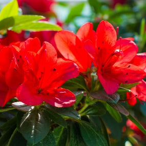 Red Azaleas