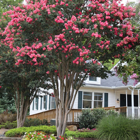 hot pink summer blooms on crape myrtle tree in front off a home