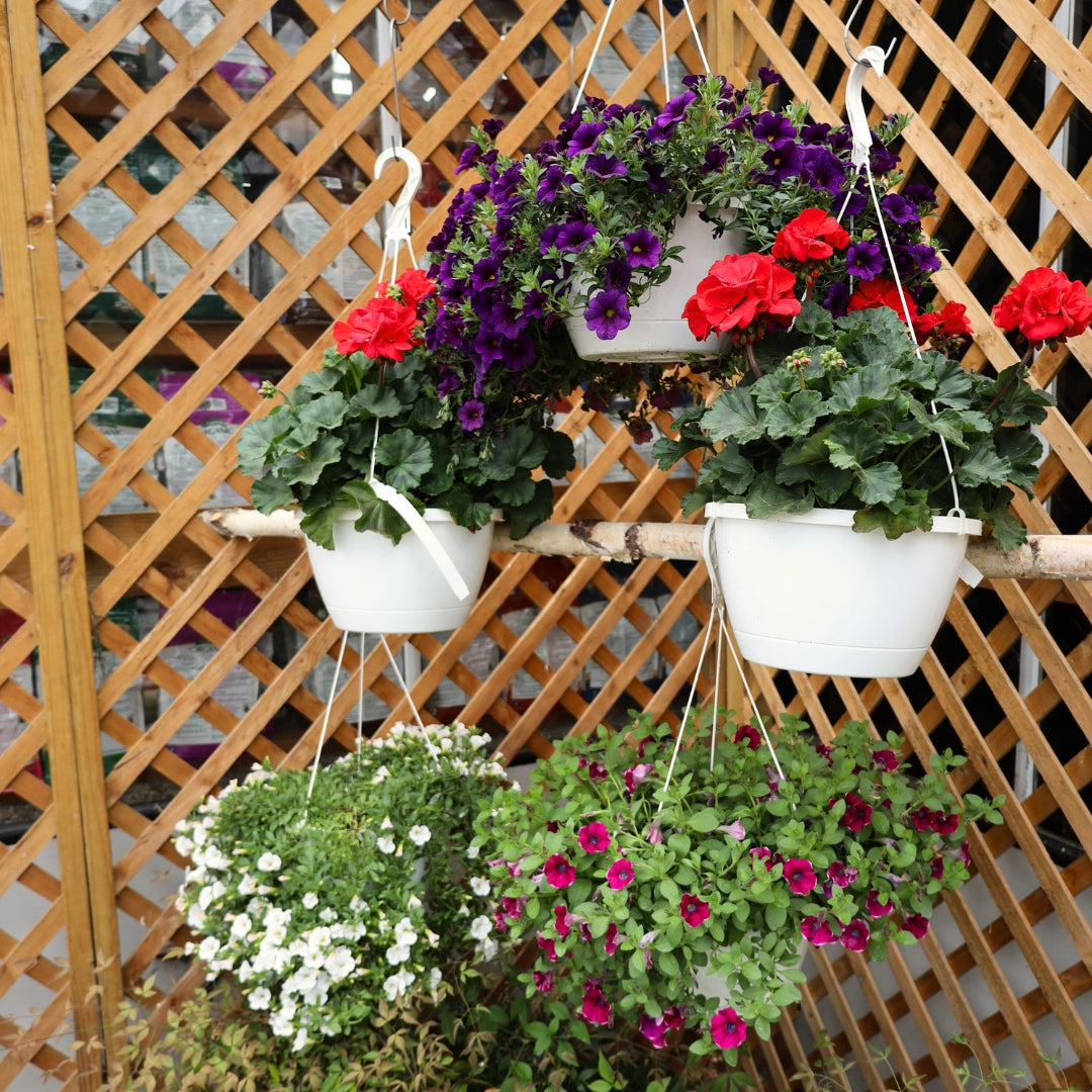 Annual Hanging Baskets for Sale Online | Garden Goods Direct