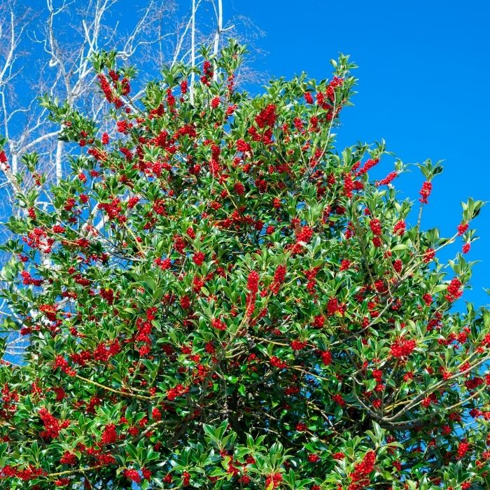 Holly Trees for Sale Online | Garden Goods Direct