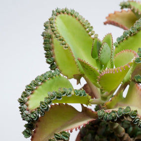 Houseplants