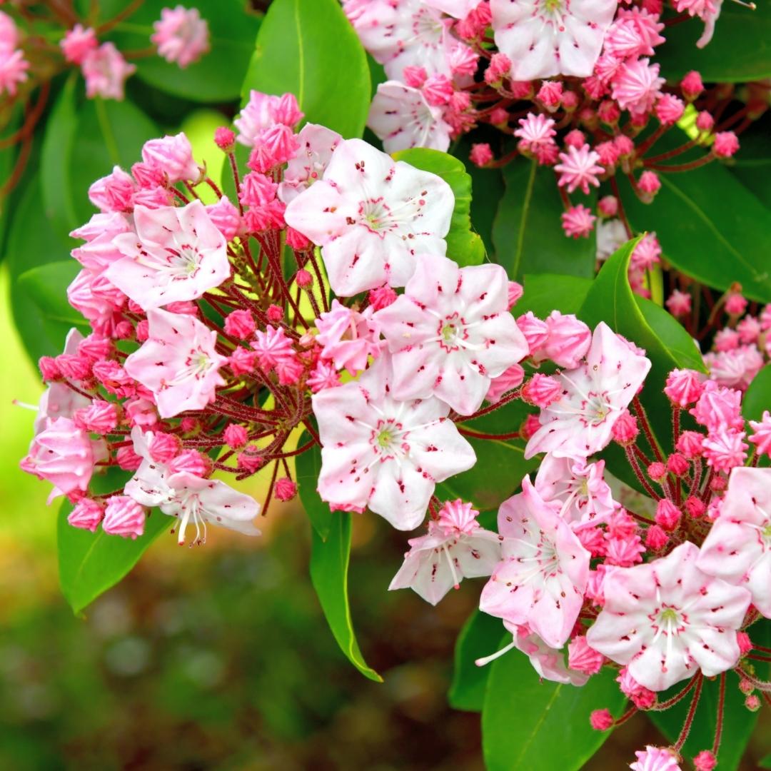 Buy Native Shrubs For Sale Online | Garden Goods Direct