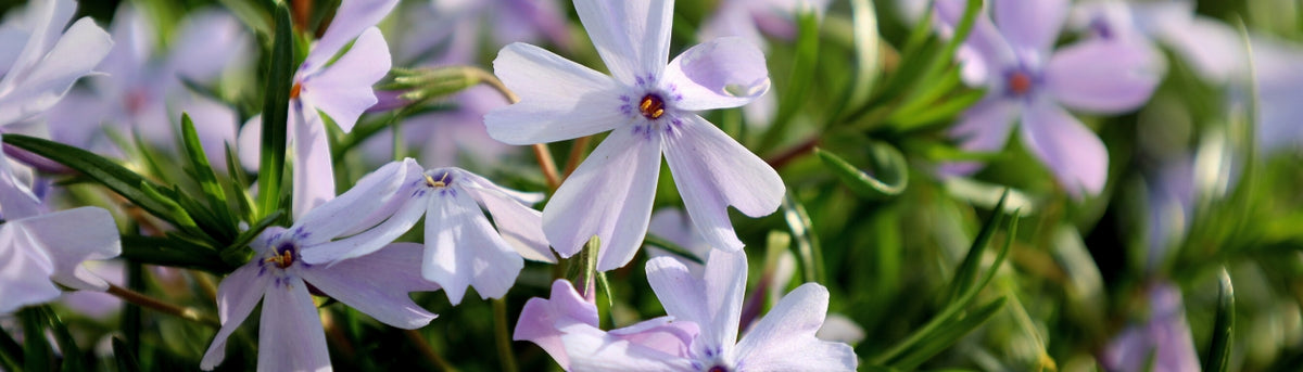 Spring Bloomers for Sale Online | Early Color Delivered