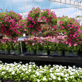 hanging basket annuals and vinca displayed on aon sunny spring day