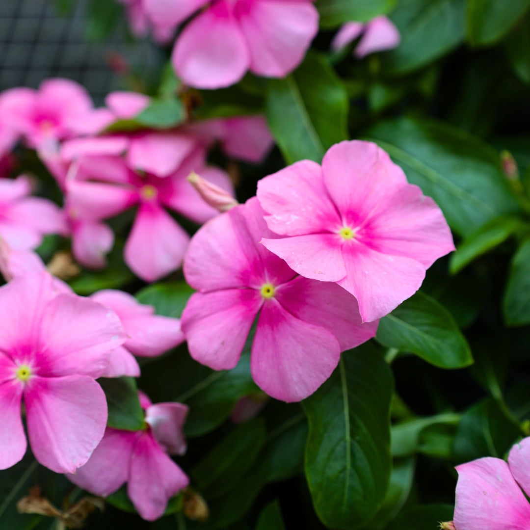 Pink Annual Plants for Sale Online Garden Goods Direct