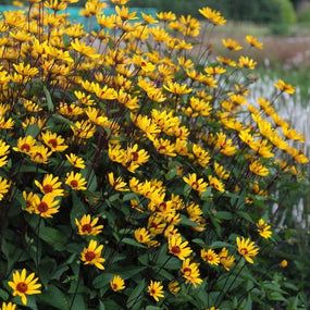 Perennials