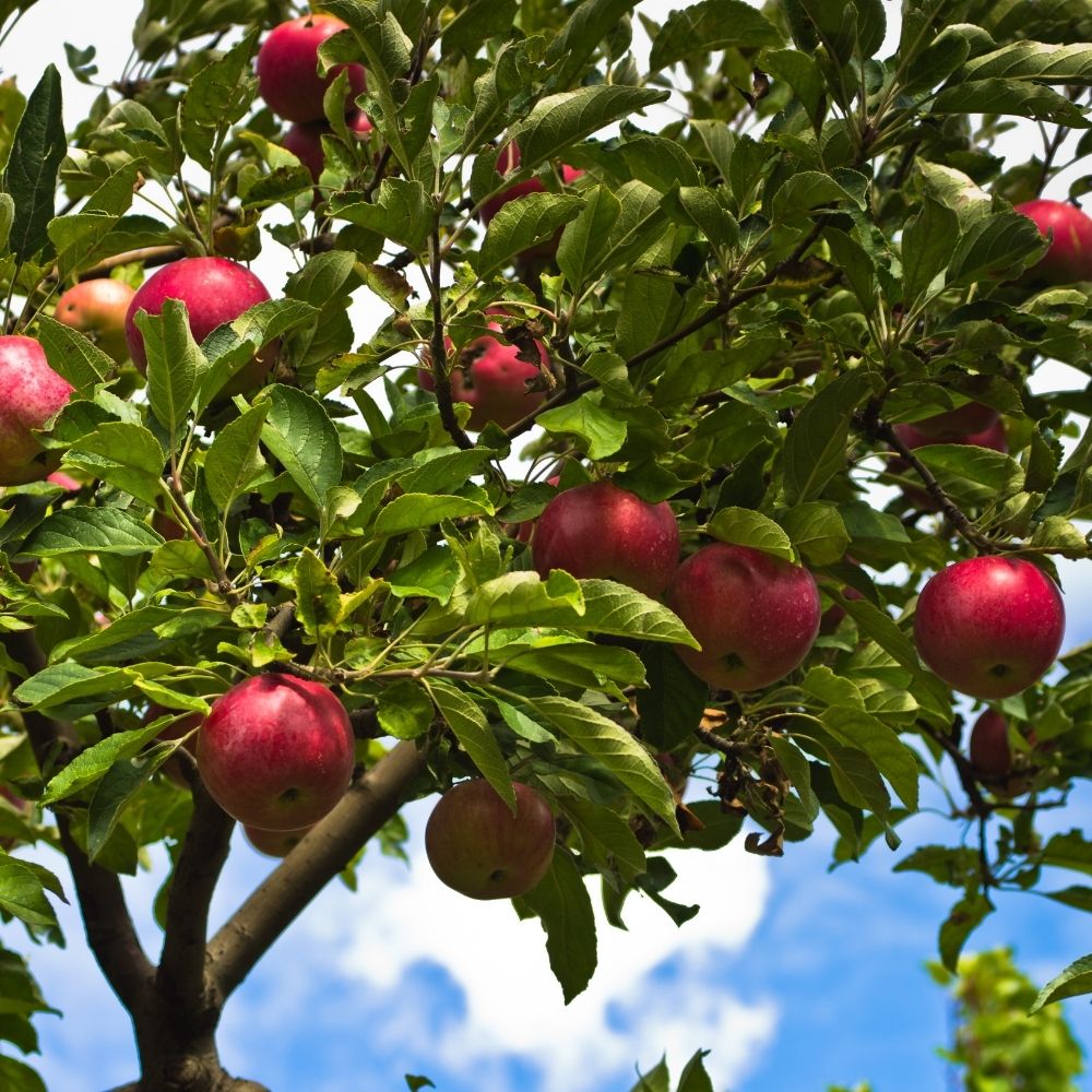 Pre-order Trees Online | Free Shipping Over $99 | Garden Goods Direct