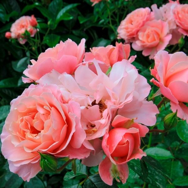 Buy Tea Roses for Sale Online | Garden Goods Direct