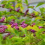 bright purple berries and neon green foliage on the American Beautyberry bush