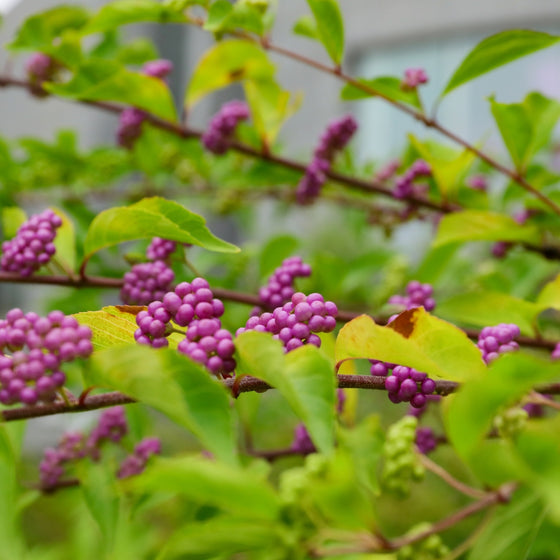 bright purple berries and neon green foliage on the American Beautyberry bush
