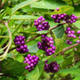 close up of vibrant purple berries on American Beautyberry
