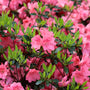 close up of vibrant pink blooms of Azalea Blaauw's Pink with vibrant green new growth in spring