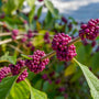 close up of clustered purple berries on American Beautyberry