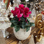 gorgeous blooming purple cyclamen in white christmas pot on holiday display