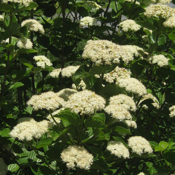 close up view of creamy white blooms on Chicago Lustre® Arrowwood Viburnum