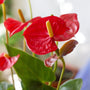 close up of red anthurium bloom