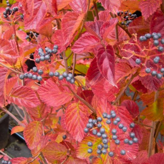 vibrant red to orange fall foliage on Chicago Lustre® Arrowwood Viburnum