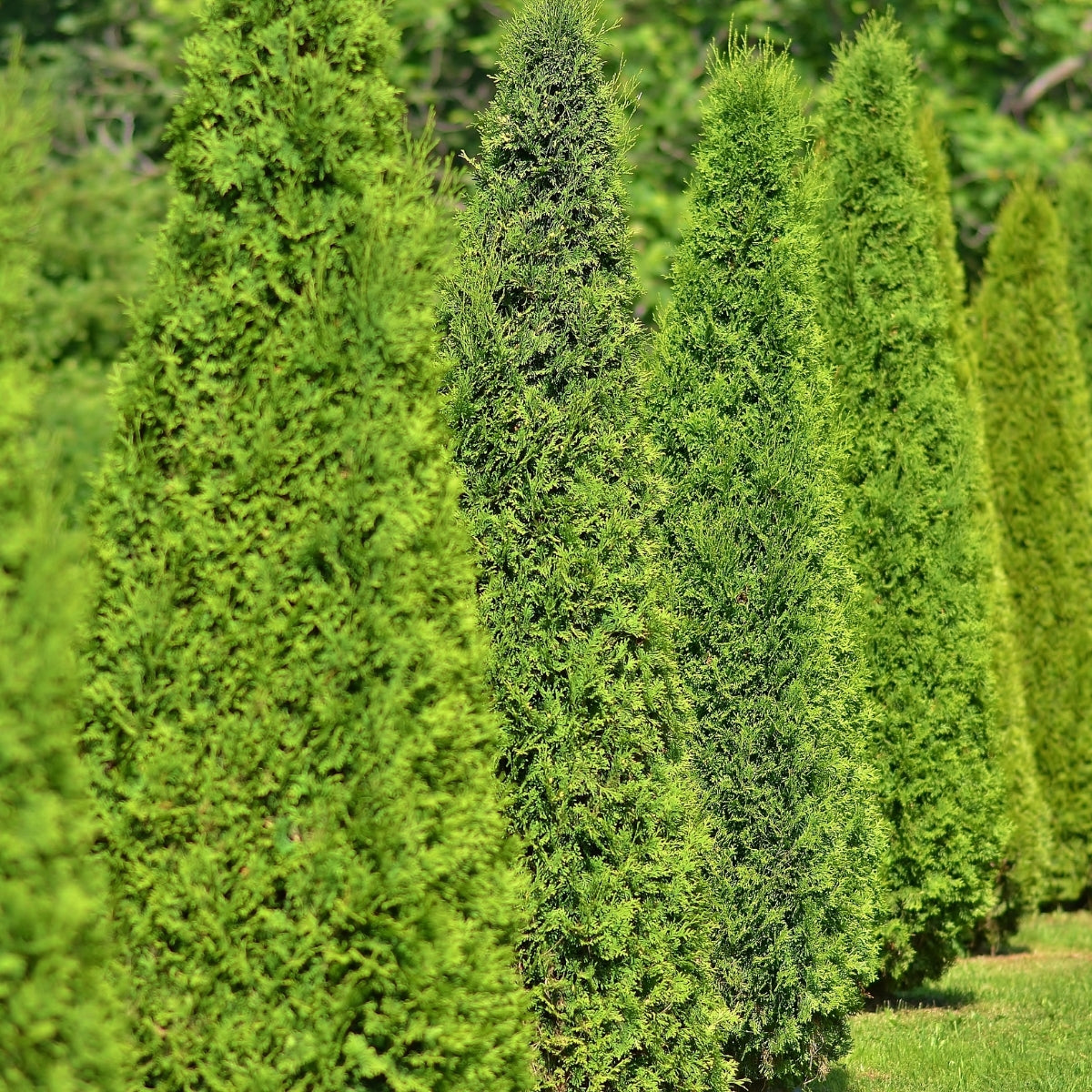 North Pole Arborvitae | Narrow, Cold-Hardy Evergreen Privacy Hedge