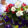 close up view of the red white and blue petunia hanging basket annual plant