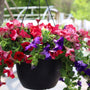 close up view of red white and blue patiptic porch pot hanging basket annual petunia plant