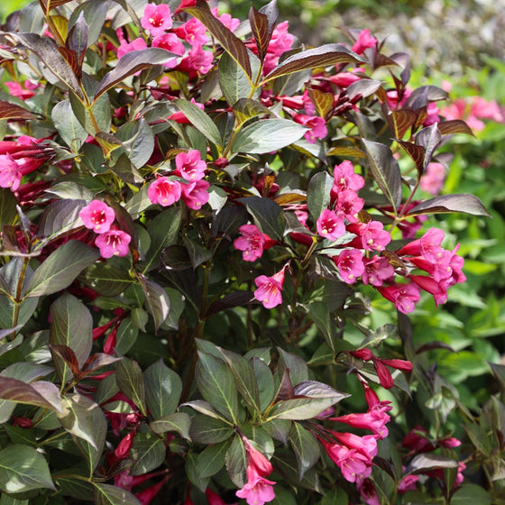 Weigela Wine and Roses Shrub with deep pink flowers and dark foliage
