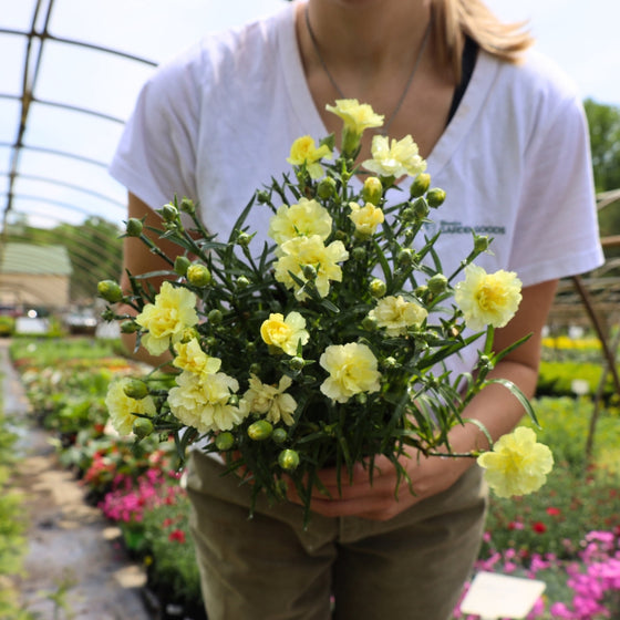 girl holding one gallon pot of yellow dianthus in nursery pot