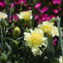 close up view of pastel yellow blooms on yellow dianthus perennial plant
