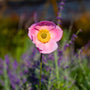 ANEMONE SEPTEMBER CHARM PINK BLOOM WITH A BACKDROP OF PURPLE RUSSIAN SAGE