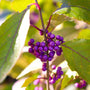 bold purple berries and lime green leaves on winter interest beautyberry shrub
