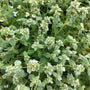 clustered mountain mint 2025 perennial plant of the year full of white blooms