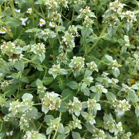 clustered mountain mint 2025 perennial plant of the year full of white blooms