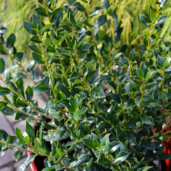 close up view of sharp pointed foliage on needlepoint holly plant