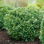 Strongbox Inkberry Holly forming a dense, rounded 2–3 foot evergreen mound in a front landscape bed.