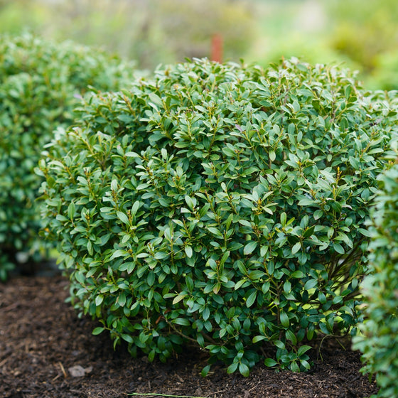 Strongbox Inkberry Holly forming a dense, rounded 2–3 foot evergreen mound in a front landscape bed.