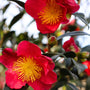 close up view of neon red yuletide camellia blooms against a cool winter sky