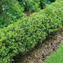 Row of Strongbox Inkberry Hollies creating a tidy, boxwood-like low hedge along a garden path.