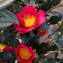 close up view of yuletide camellia with soft red petals and an explosion of golden stamens