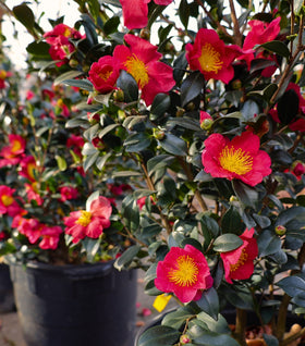 Yuletide Camellia
