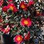 red blooming yuletide camellia contrasting with deep shiny evergreen foliage