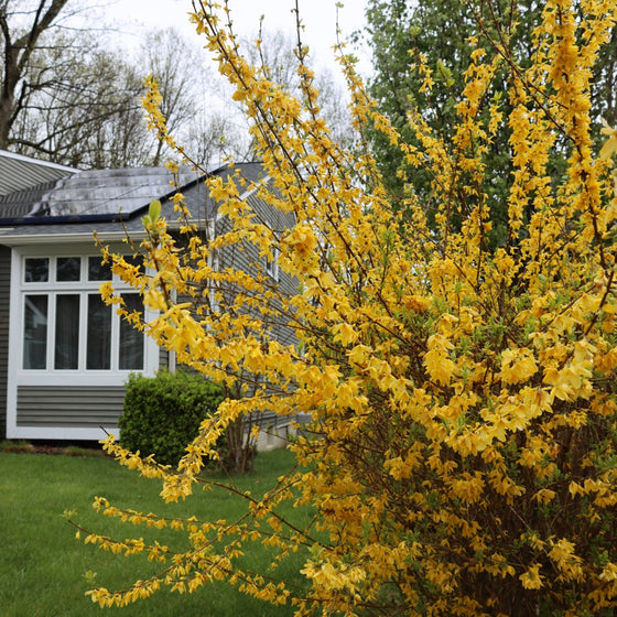 unpruned lynwood gold forsythia in the landscape with vibrant golden blooms in a front yard landscape