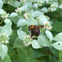 close up view of bumble bee pollinating bloom on mountain mint plant