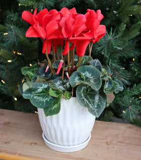 Red Cyclamen