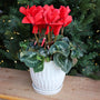 red blooming cyclamen in front of lit christmas tree