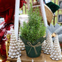 six inch potted rosemary topiary christmas tree in holiday display
