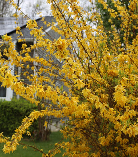 Lynwood Gold Forsythia