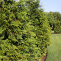 vibrant evergreen foliage on thuja green giant