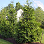thuja green giant arborvitae trees planted around the perimeter of a property